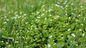 The grass requires little maintenance and looks beautiful as borders or even as a specimen plant. Small White Flowers In The Stock Footage Video 100 Royalty Free 1008627142 Shutterstock