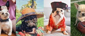 French bulldogs are known as the frenchie or fluffy, and they are arguably the most famous. Top 10 Most Popular French Bulldogs On Instagram Celebrity Pet Worth
