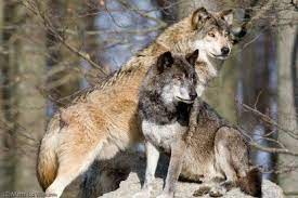 Wolves Of The World Eastern Timber Wolf Canis Lupus Lycaon Timber Wolf Wolf Pictures Wolf