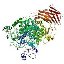 This reaction can be reversed either by using the enzyme maltase as a catalyst or by heating with acid. Maltase Enzyme Powder Packaging Size 25 Rs 270 Kilogram Mitushi Biopharma Id 7470659648