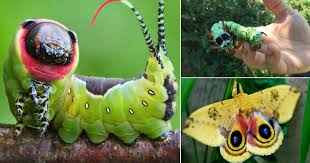 With some preparation and careful management, you can get rid of this garden pest on average, these tomato worms are three to four inches in length. 20 Types Of Green Caterpillars Balcony Garden Web