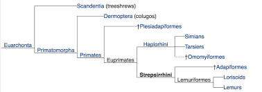 3 Primate Evolution The History Of Our Tribe Hominini