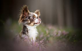 Download Wallpapers Chihuahua Small Dog Cute Animals Bokeh Decorative Dogs Besthqwallpapers Com Animales Bonitos Perros Chihuahua Animales Lindos