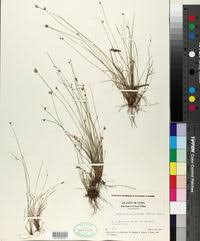 Image result for Bulbostylis oritrephes