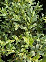 Image result for Buxus