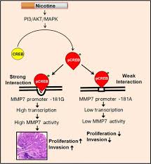 We did not find results for: Association Of Mmp7 181a G Promoter Polymorphism With Gastric Cancer Risk Influence Of Nicotine In Differential Allele Specific Transcription Via Increased Phosphorylation Of Camp Response Element Binding Protein Creb Abstract Europe Pmc