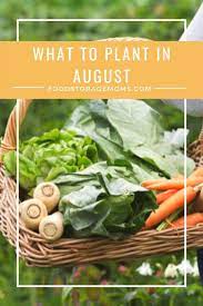What To Plant In August Food Fruit And Veg Food Guide