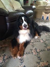 Pin By Carol Kirkland On Bernese Mountain Dogs Dogs Bernese Mountain Dog Dog Cat