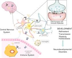 The Relationship Between The Immune System And Nervous System Is Highly Complicated