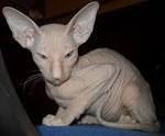 PETERBALD BREEDER - www.heavenlyhairlesspeterbaldcat