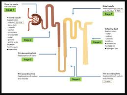 Image result for Renal Function
