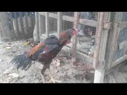 Selain itu, ketika ayam memasuki masa uji coba tarung (abar), maka setiap pukulan yang pada umur 12 bulan, ayam pukul sudah bisa dijadikan petarung, tetapi untuk ayam taji, idealnya 18 bulan untuk menunggu agar tajinya. Ayam Bangkok Umur 2 5 Bulan Latihan Uji Mental Youtube