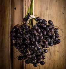 Debutó en primera división en el año 2016, vistiendo los colores del independiente del valle, club donde se formó en fuerzas básicas. Frutas De Colombia åœ¨ Twitter ä¸Š Corozo Bactris Guineensis La Palma Que Produce Este Fruto Crece Principamente En Los Departamentos De La Region Caribe Entre Los 0 A 100 Msnm Con Sus Frutos