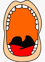 Pharyngeal Flap Surgery Pharynx Palate Human Mouth Png 702x1124px Pharynx Anatomy Cheek Cleft Lip And Cleft