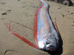 Remo, el pez que “predice terremotos” – OPROMAR | Organización de  productores de pesca del puerto y ría de Marín