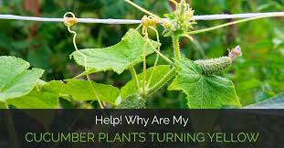 The cucumbers were doing fine until about a week and a half ago where a bunch of them started to yellow. Help Why Are My Cucumber Plants Turning Yellow