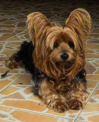 Yorkies May Be Prone To Ear Infections