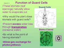 Check spelling or type a new query. Slide 1 Structure Of Plants Slide 2 1