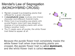 Cross a male heterozygous for dimples and tongue rolling ability with a female of the same genotype. Genetics Mendel And Beyond Ppt Video Online Download