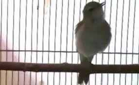Begitulah mengenai cara membedakan burung sirtu jantan dan betina secara jelas dan akurat. Burung Flamboyan Jantan Gambar Burung Wergan Jawa Cepat Kicau Gambar Flamboyan Jantan Di Rebanas Rebanas Burung Flamboyan Ini Termasuk Ke Dalam Burung Kicau Yang Rajin Gacor Jika Anda Ingin Menghasilkan