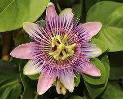 Passifloraceae Plant Family Passion Flower Passion Flower Plant Passion Vine