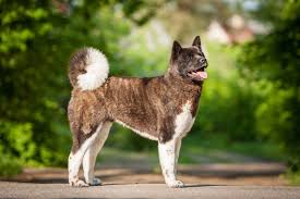 The head is broad, the jaws well defined, the cheekbones pronounced, and the dark, round eyes are set. American Akita Zooplus Magazine Uk