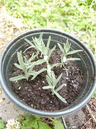 Image result for lavender cuttings