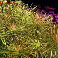 Image result for Pogostemon rogersii