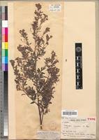 Image result for Indigofera subcorymbosa