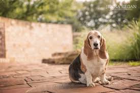 List grid map okie dokie bassets. Daisy Miss January Lewisville Dog Photography Basset Hound Rescue Calendar Project Jenna Regan Photography
