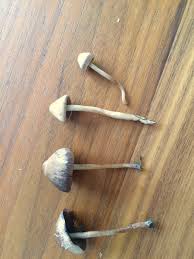Magic Mushroom Season