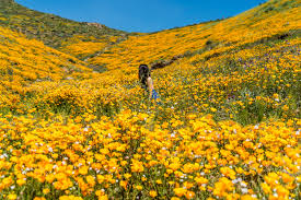 The weather is good for hiking from october to may, but the wildflowers tend to be at their best sometime between late january and early march depending on when the rains. Anza Borrego Super Bloom Super Hot Super Pretty Into The Warm Sun