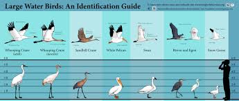 whooping crane identification vs other large water birds