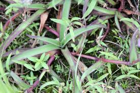 Image result for Murdannia simplex