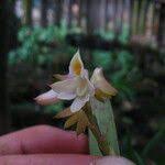 Image result for Polystachya bennettiana