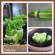 How To Re Grow Celery Growing Celery Growing Vegetables Regrow Celery