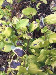 However they soon turn purple and eventually yellow, then wilt and die, such as in these examples: Honeysuckle Has Yellowing Leaves And Black Spots 409771 Ask Extension