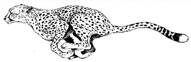 Guney Afrika Cita Boyama Kitabi Leopar Yetiskin Cocuk Cita Cocuk Memeli Kalem Png Pngwing