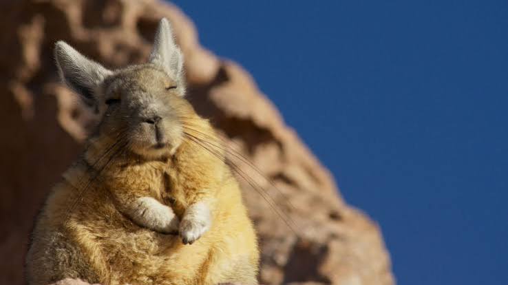 Planet Earth II': Nature, Music And Animals Make Happy Viewers