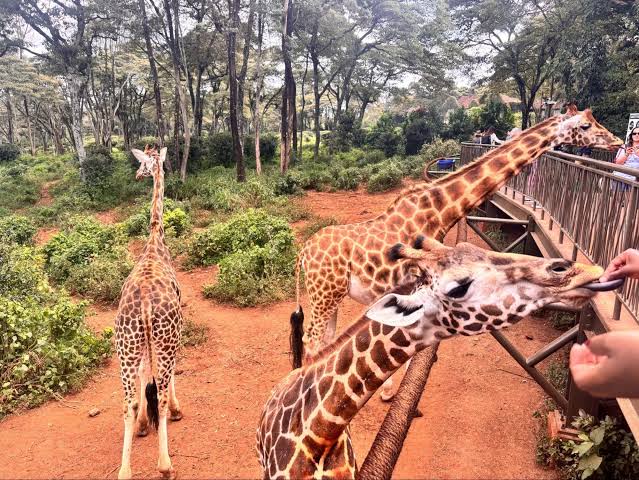 1 Day Nairobi Best Adventure Tour Gallery