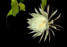 Check spelling or type a new query. Opinion Journey To A Night Flower The New York Times