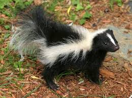 Pin On Animal Ref