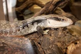 Usually found in dry or semi humid places, bts can become a very good pet for people who like to keep animals that require slight attention. Eastern Blue Tongued Lizard Wikipedia
