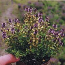 Archers gold thyme can be seen at the herb farm in jekka's herbetum and is available to buy as herb plants. Thymus Pulegioides Archers Gold