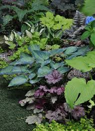 Oh I Really Like The Heuchera Mixed With The Hostas The Color Is Lovely And Makes The Green Pop Shade Garden Design Shade Garden Plants Shade Plants