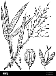 Image result for Panicum hymeniochilum