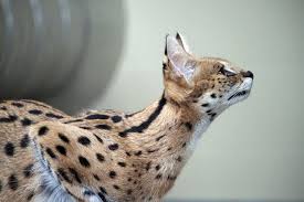 Rather, a serval cat is a wild animal with specific needs and inherited instincts that must 10 risks of having a serval cat. Serval Cat Feline Free Photo On Pixabay