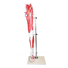 After making comparisons and testing all the different options we came up with the most. Amazon Com Vision Scientific Vam434 N Life Size Human Leg Musculature 13 Removable Parts Illustrating Superficial Deeper Muscles Tendons Vessels Nerves And Bone Components In Great Detail W Manual Industrial Scientific
