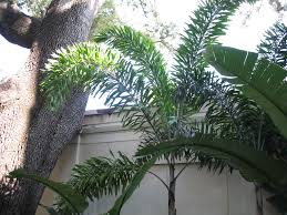 Image result for Wodyetia bifurcata