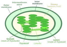Find diagrams of a plant and an animal cell in the science tab. File Chloroplast Diagram Svg Wikimedia Commons